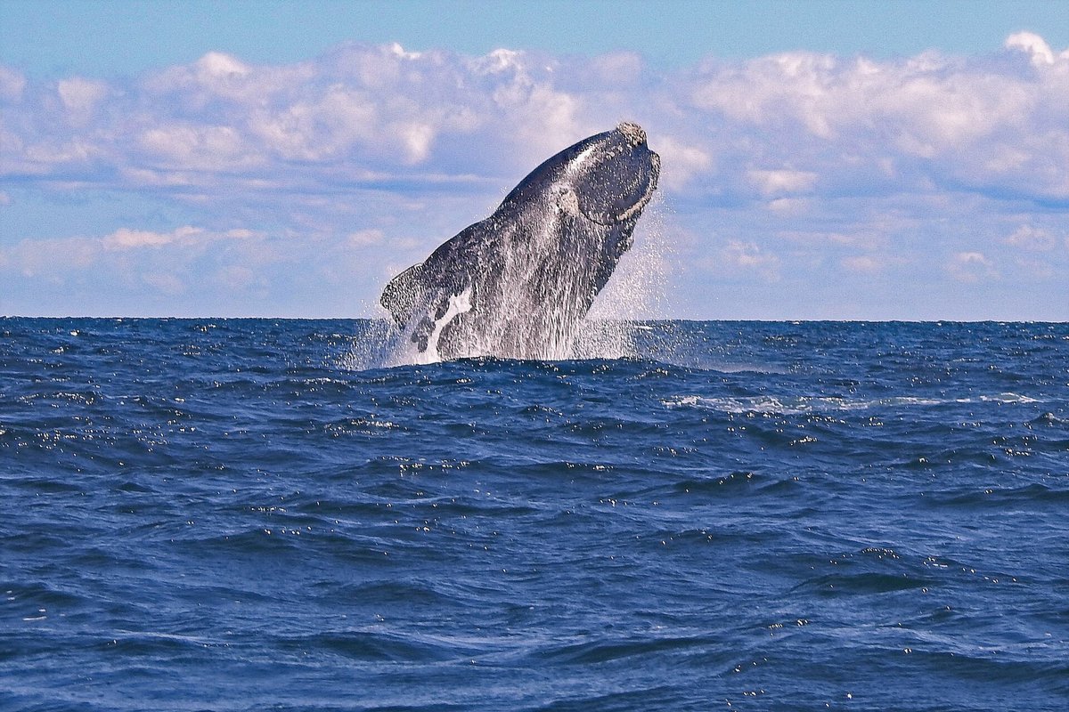 Southern Right Whale Calving — Hermanus South Africa