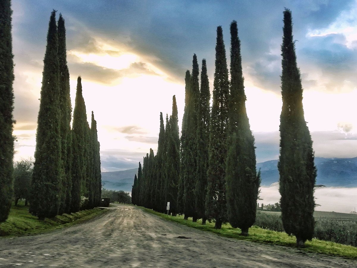 Tuscany Cypress Hill Dawn — Val d'Orcia Italy